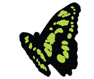 Butterfly, a symbol for stay on your path, your accountability partner training method
